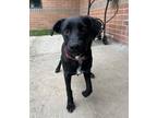 Adopt Shadow a Labrador Retriever, Australian Cattle Dog / Blue Heeler