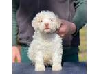 Lagotto Romagnolo Puppy for sale in Dalton, GA, USA