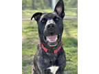 Adopt Athos a Pit Bull Terrier, German Shepherd Dog