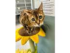 Adopt Stuey - IN a Bengal