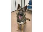 Adopt Jake a German Shepherd Dog, Husky