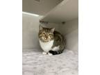 Adopt Mistletoe a Domestic Short Hair