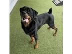 Adopt Benny a Rottweiler, Mixed Breed
