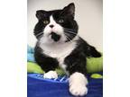 Adopt Abraham (in foster) a Domestic Short Hair