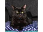 Adopt Ty a Domestic Short Hair