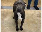 Adopt Shadow a Staffordshire Bull Terrier, Pit Bull Terrier