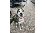 Adopt Mortdecai a Husky, German Shepherd Dog