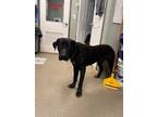 Adopt Shadow a Labrador Retriever