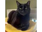 Adopt KURO a Domestic Short Hair