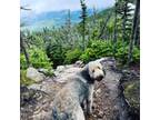 Adopt Cash a Bernese Mountain Dog, Standard Poodle