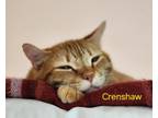 Adopt Crenshaw a Domestic Short Hair