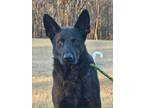 Adopt Midnight a German Shepherd Dog