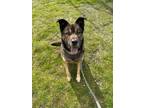 Adopt Obie a German Shepherd Dog