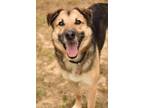 Adopt Rayne a German Shepherd Dog