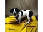 Adopt Carlos a Parson Russell Terrier, Beagle