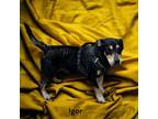 Adopt Igor a Parson Russell Terrier, Beagle