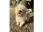 Adopt Asla a Poodle