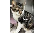 Adopt Cash a Domestic Short Hair