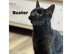 Adopt Buster 240001 a Domestic Short Hair