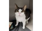 Adopt Valentino a Domestic Short Hair