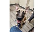 Adopt Arnold a Belgian Shepherd / Malinois, Shepherd