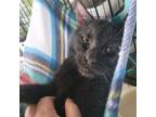 Adopt Tempeh a Domestic Short Hair