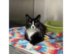 Adopt Uno a Domestic Medium Hair