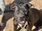 Adopt FONZIE a Pit Bull Terrier