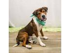Adopt Avant a Saint Bernard, Pit Bull Terrier