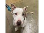 Adopt Pup Tart- 022205S a Pit Bull Terrier