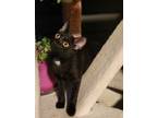 Adopt Jubal24 a Domestic Short Hair