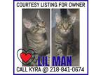 Adopt LIL MAN - COURTESY LISTING FOR OWNER a Domestic Short Hair