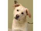 Adopt Frankie a Australian Cattle Dog / Blue Heeler, Golden Retriever