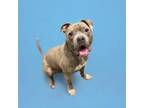 Adopt CRUNCHY a Boxer, Mixed Breed