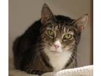 Adopt Brian a Domestic Short Hair