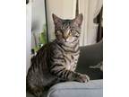 Adopt Nate a Domestic Short Hair