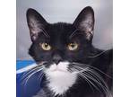 Adopt Bugs a Tuxedo