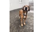 Adopt Russel a Mixed Breed