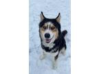 Adopt Denali a Husky