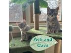 Adopt Asti and Cava of The Bubby Bunch! a Domestic Short Hair