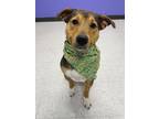 Adopt Victor a Australian Shepherd, Mixed Breed