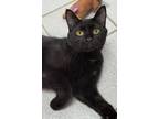 Adopt SLY a Domestic Short Hair