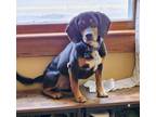 Adopt Wedge a Beagle, Miniature Pinscher
