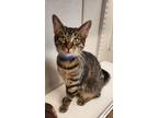 Adopt Zero a Domestic Short Hair