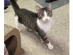 Adopt Hyde a Domestic Short Hair