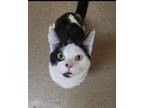 Adopt Wishbone a Domestic Short Hair