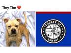 Adopt TINY TIM a Pit Bull Terrier