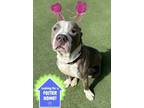 Adopt Lincoln a Pit Bull Terrier, Mixed Breed