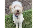Adopt Blondie a Goldendoodle