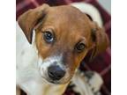 Adopt Noble a Beagle